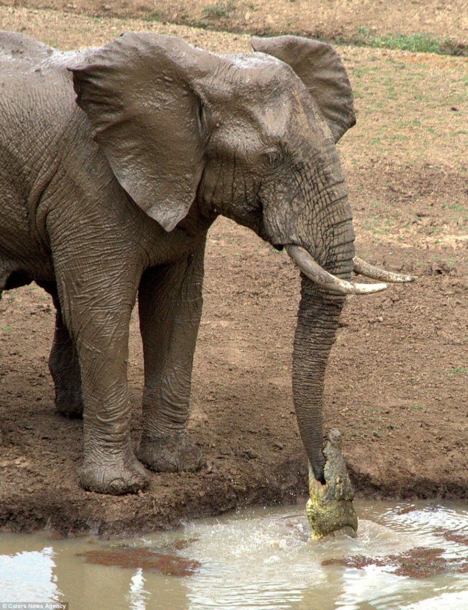 Young elephant gets surprise bite from crocodile Men's Journal