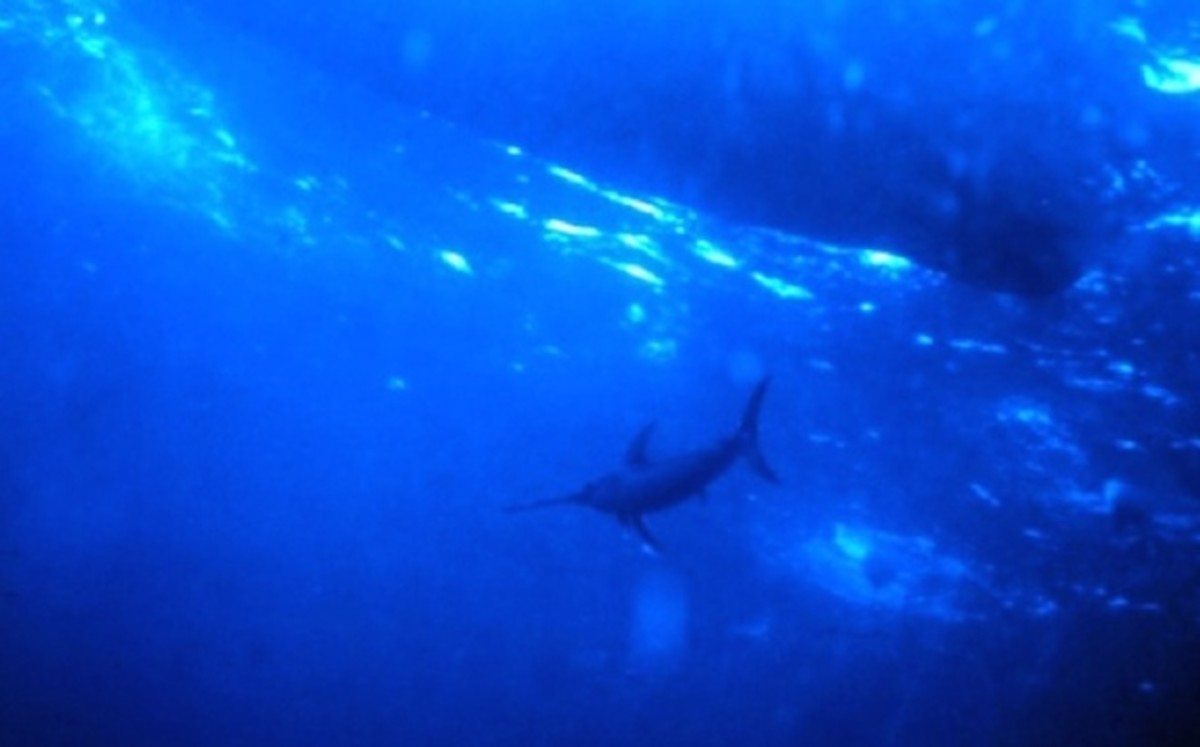 Randy Llanes, killed by a swordfish off Kona, known for his Aloha