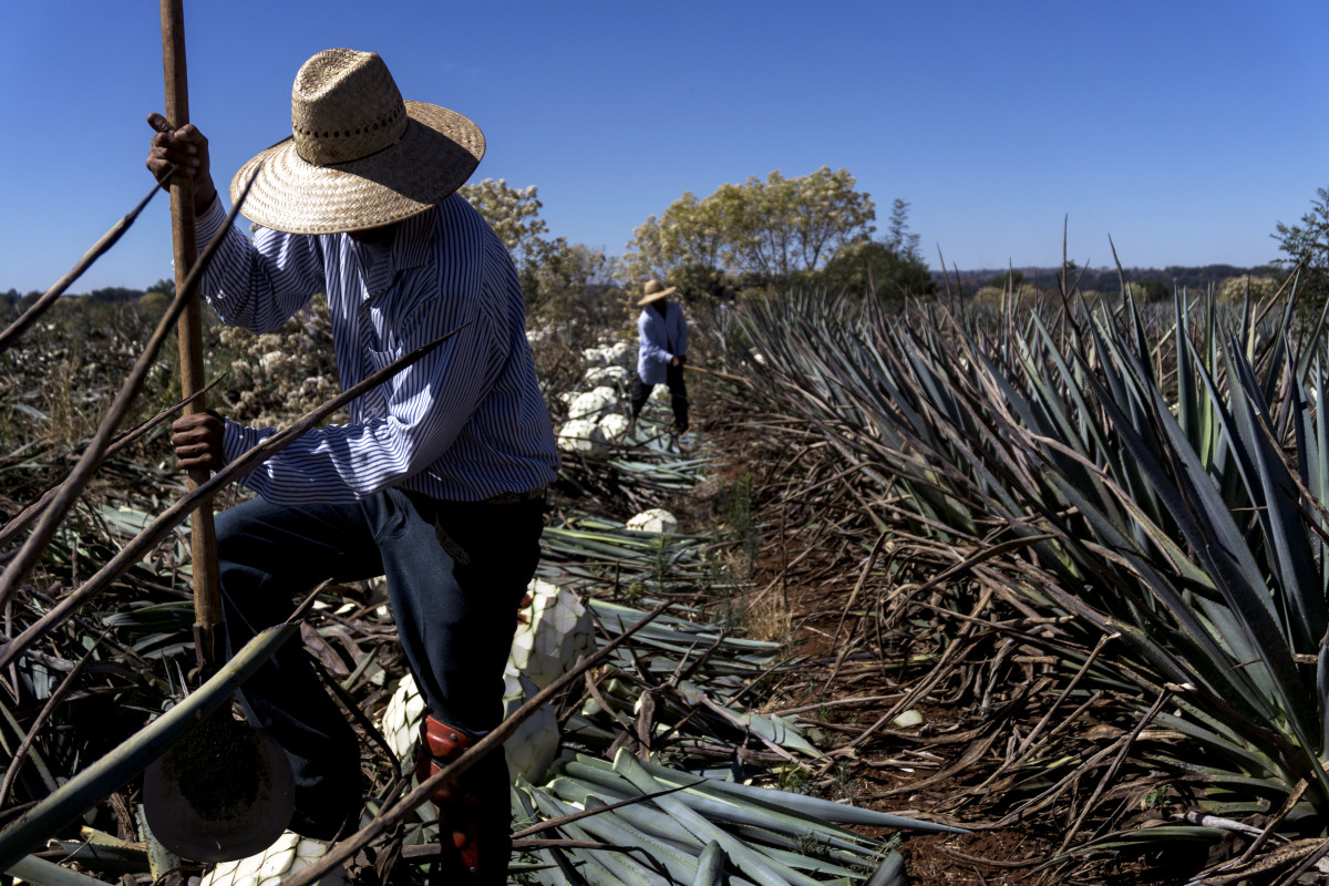 There's a Tequila Shortage Coming. Here's What to Know Men's Journal