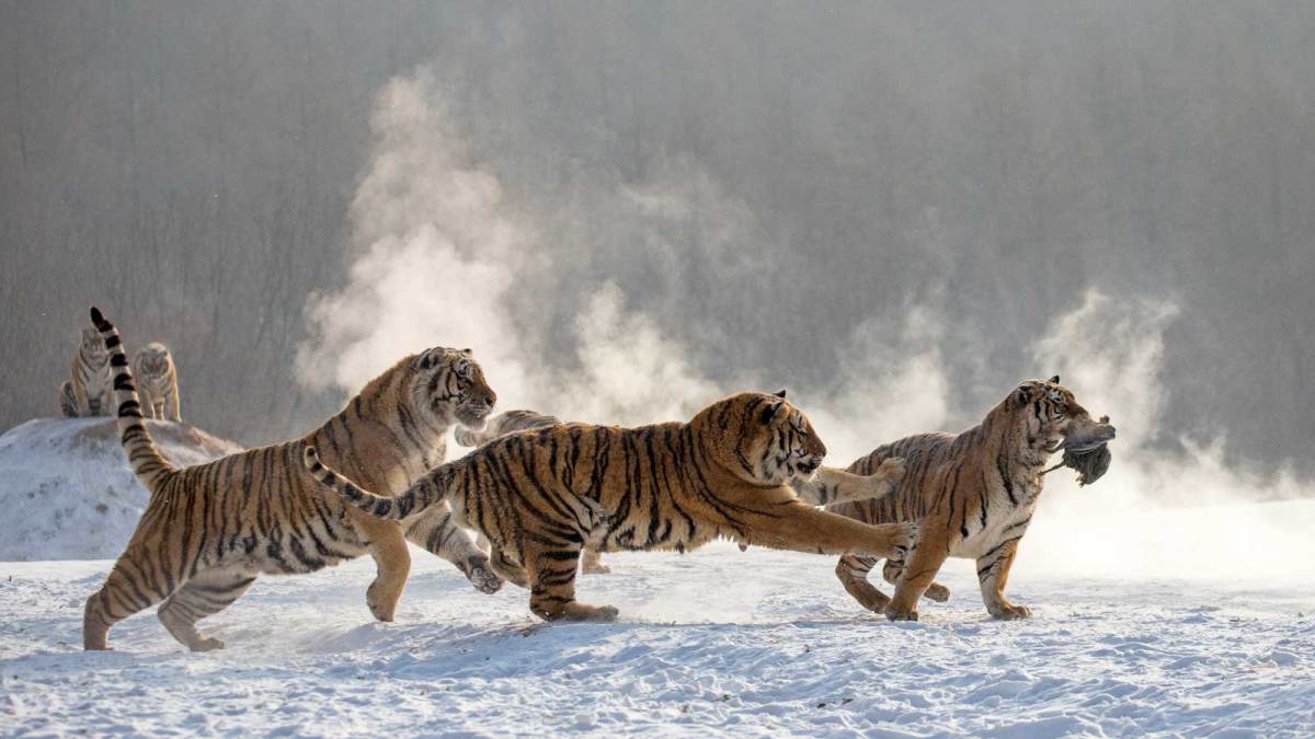 Sightings of Siberian tigers increase in Northeast China national park -  Global Times