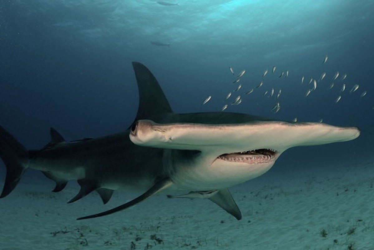 Giant hammerhead shark surprises hundreds of smaller sharks and