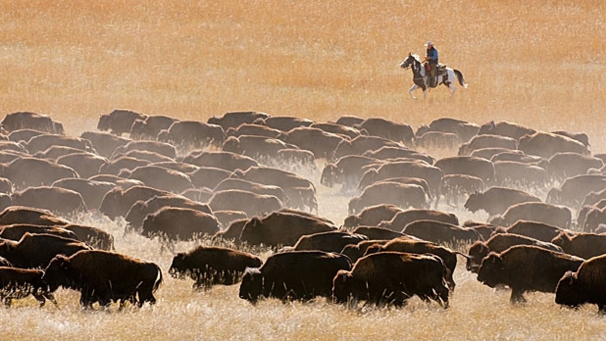 Custer State Park Buffalo Roundup Guide Men's Journal