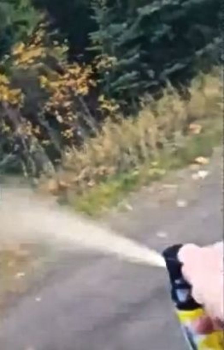 Runner fends off two cougars with bear spray on dirt road in Canada