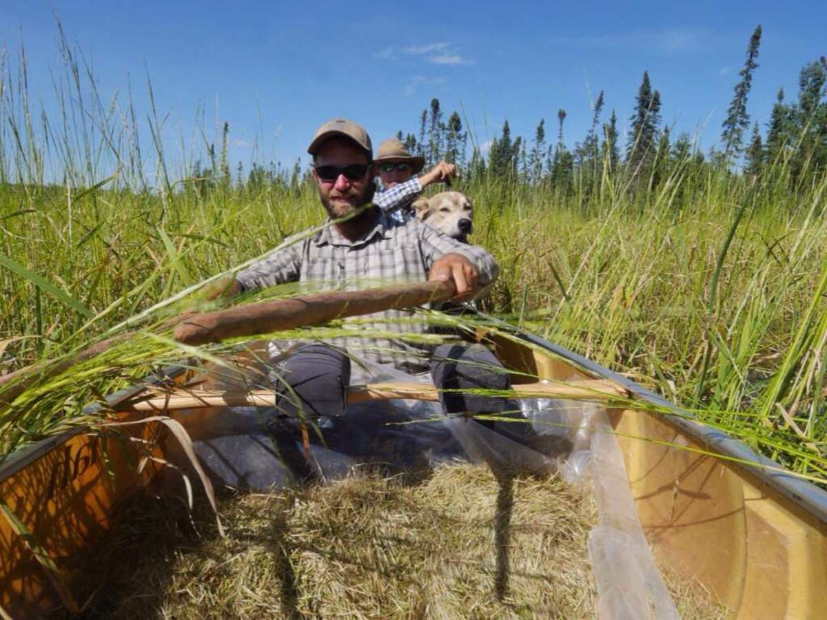 Harvesting Wild Rice by Canoe