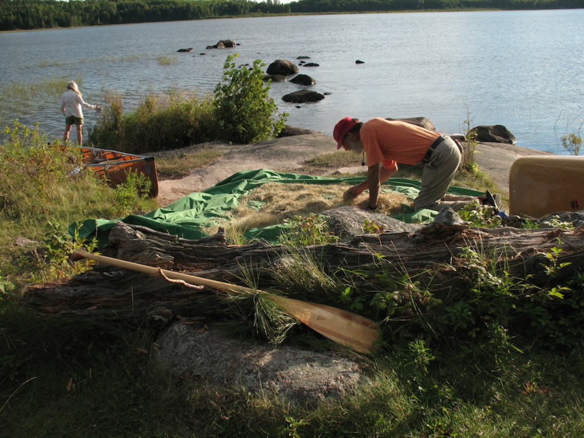 Harvesting Wild Rice by Canoe