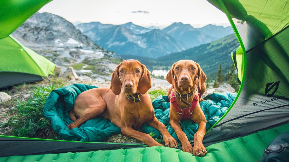 The Best Dog Camping Gear︱Travel + Leisure