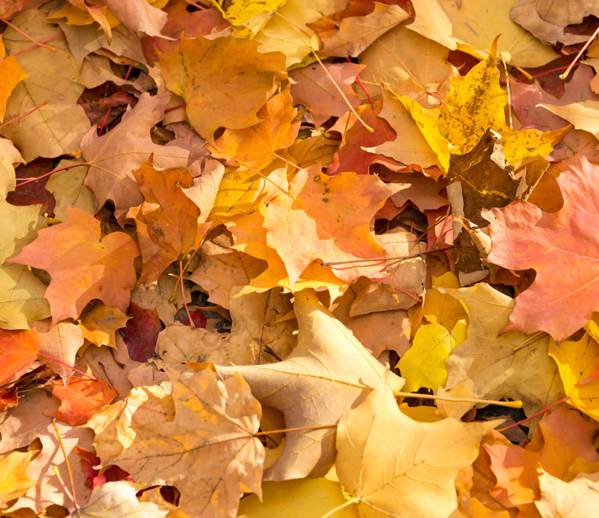 Does it count as exercise? Men's Journal