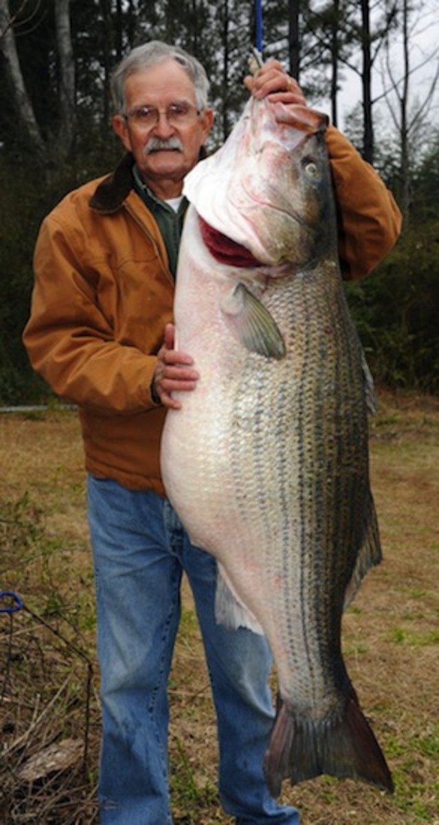 Giant Alabama striped bass is a world record Men's Journal