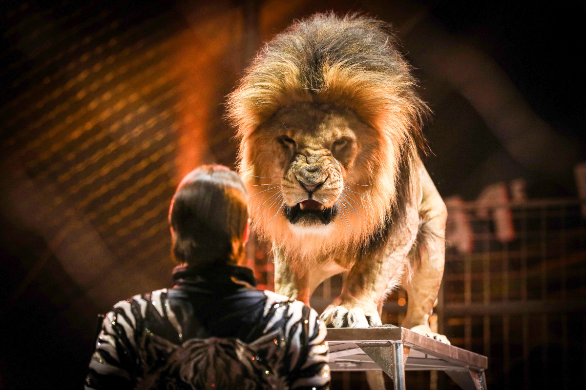Scotland Bans the Use of Wild Animals in Circuses Men's Journal