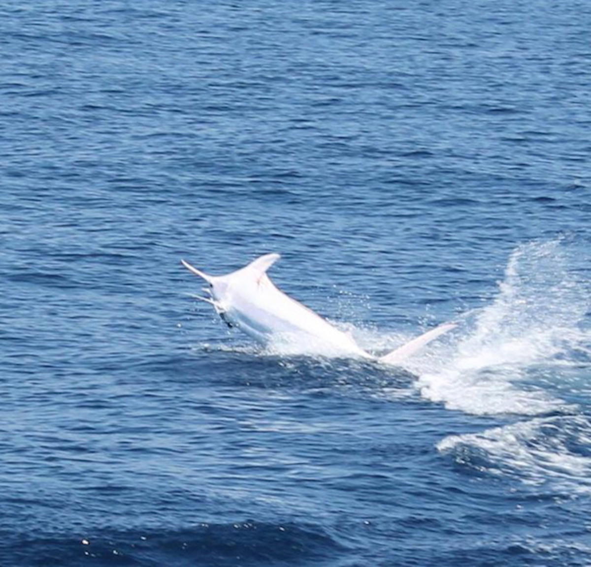 Albino blue marlin surprises anglers off Costa Rica - GrindTV.com - Men's  Journal