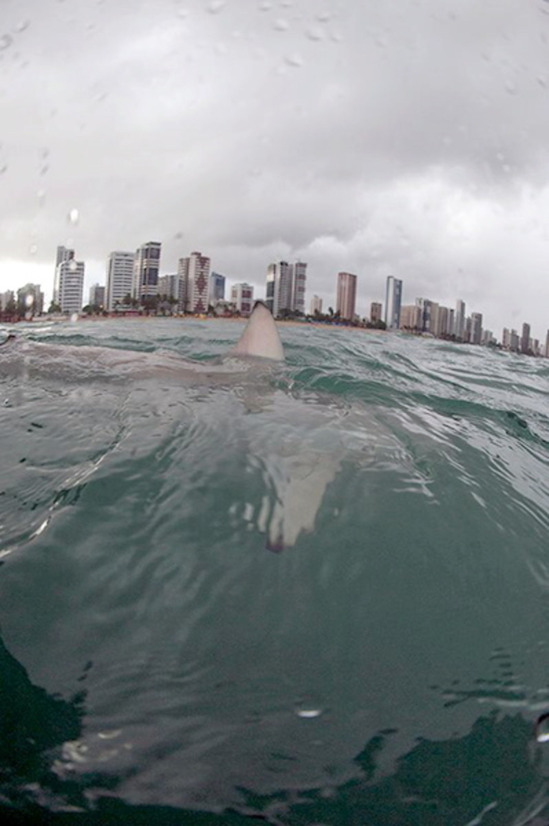 Stunning image illustrates urban shark phenomenon at Recife, Brazil Men's Journal