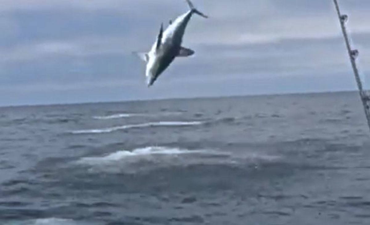 500pound mako shark jumping toward boat prompts evasive maneuver Men's Journal