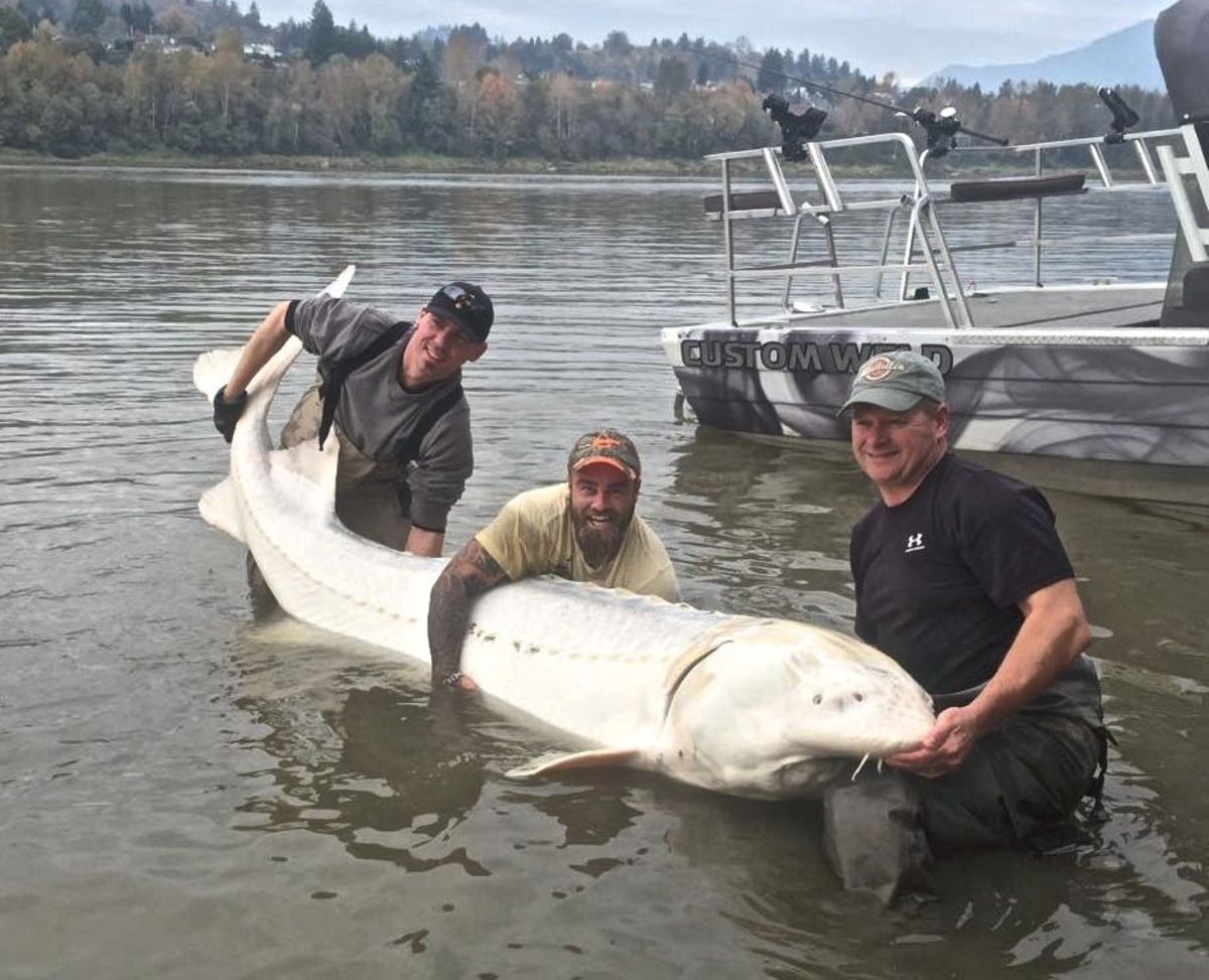 WHITE STURGEON FISHING GEAR