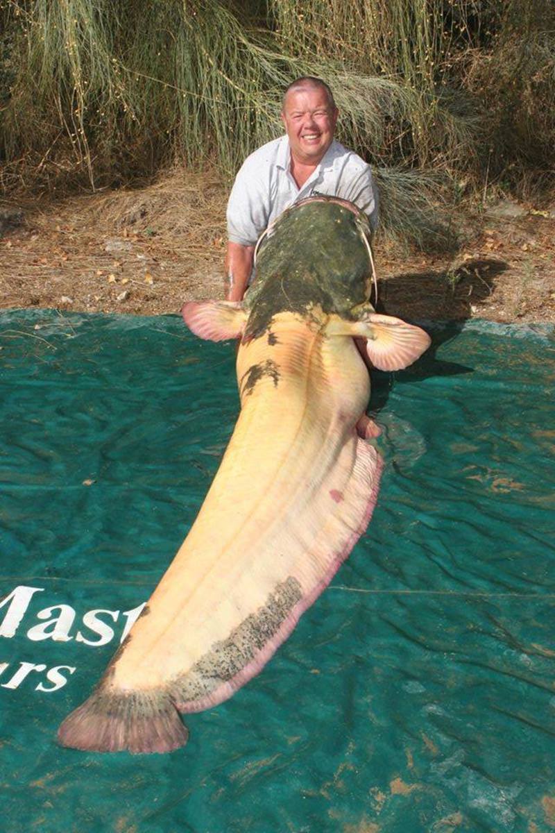 Rare albino wels catfish believed to be world record Men's Journal
