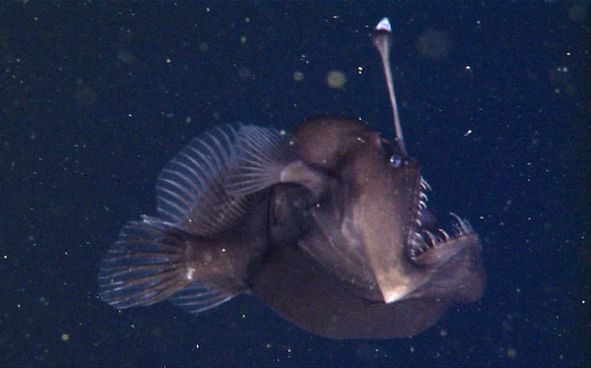 Deep-sea anglerfish captured off Monterey - Men's Journal