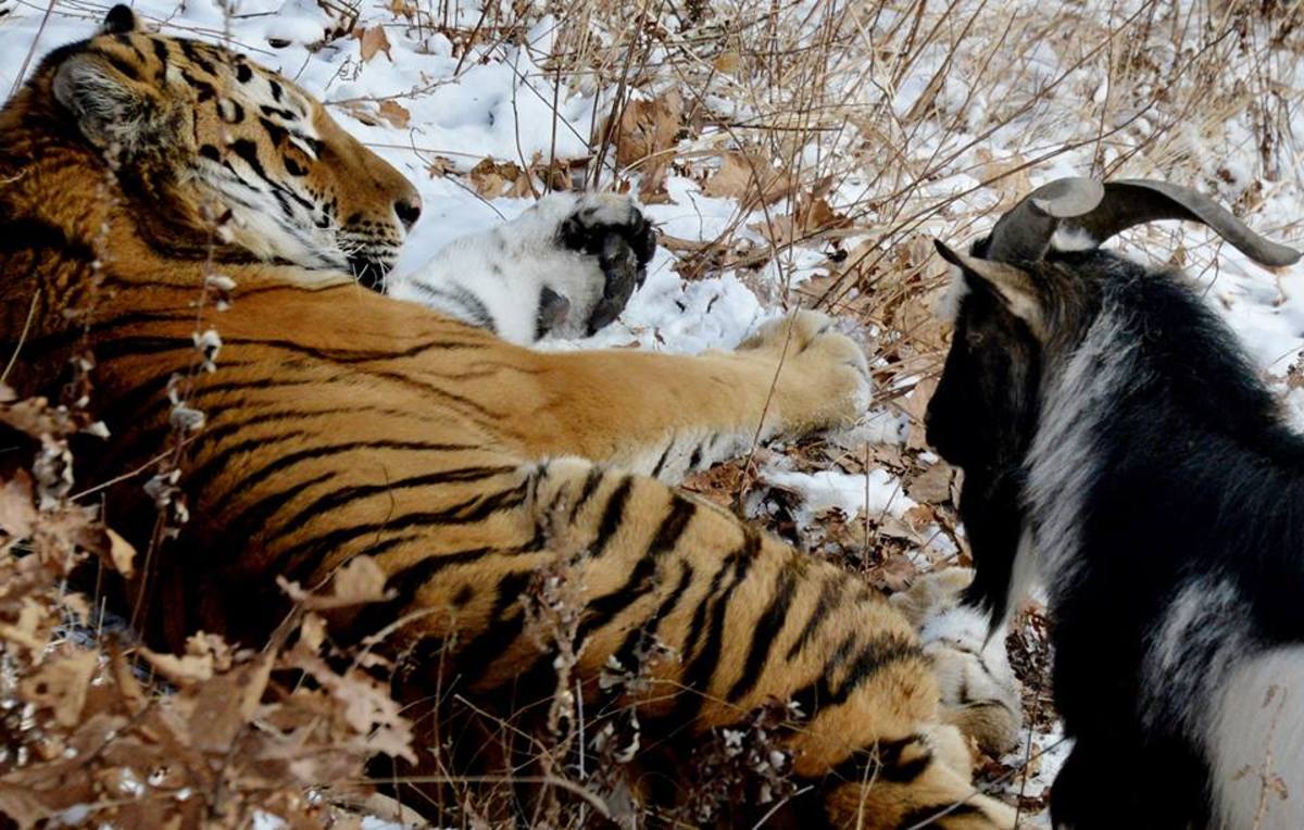 Amur the Siberian tiger plans with Timur the goat.