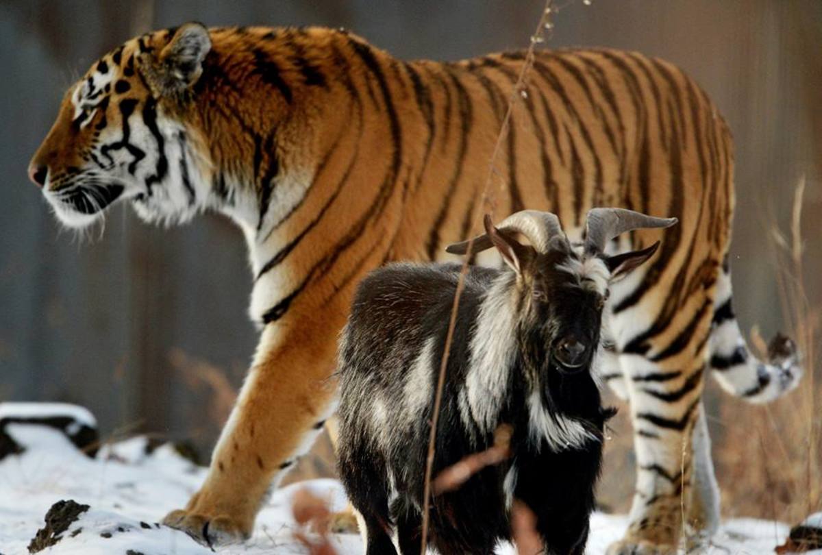 Amur the Siberian tiger has become fast friends with a goat it was given to eat at the Primorsky Safari Park.