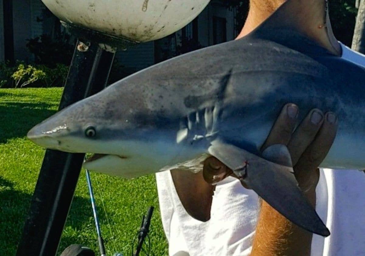 Bull sharks caught in Tampa river shock some, but should it?