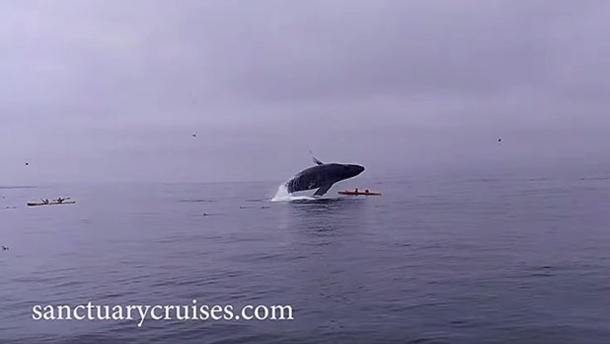 Watch Two Kayakers Nearly Get Crushed by a Humpback Whale Men's Journal
