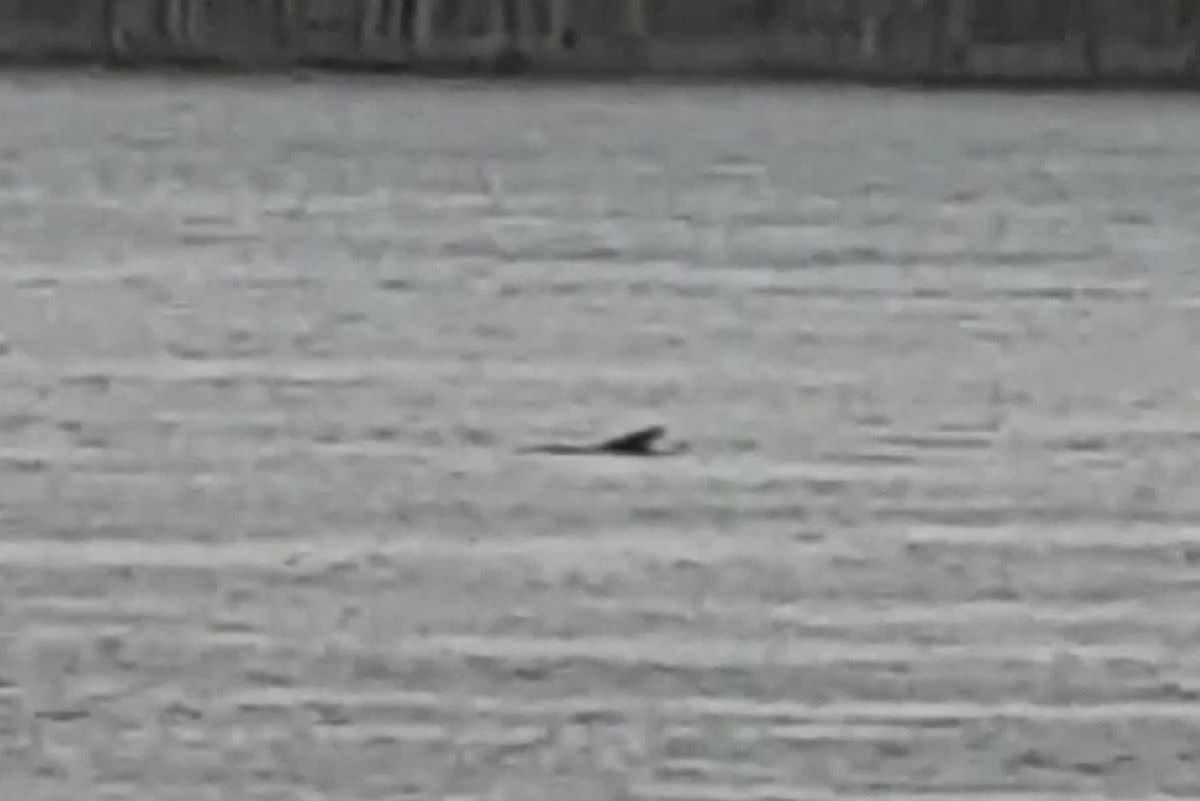 Is that a bull shark swimming in the Mississippi River in Iowa? Men's