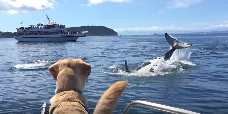 Playful orcas visit dog in a 'once-in-a-lifetime' encounter off Washington