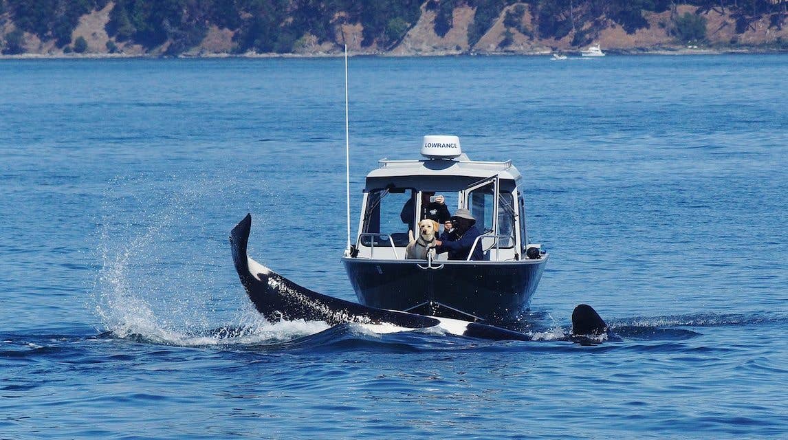 Playful orcas visit dog in a 'once-in-a-lifetime' encounter off Washington