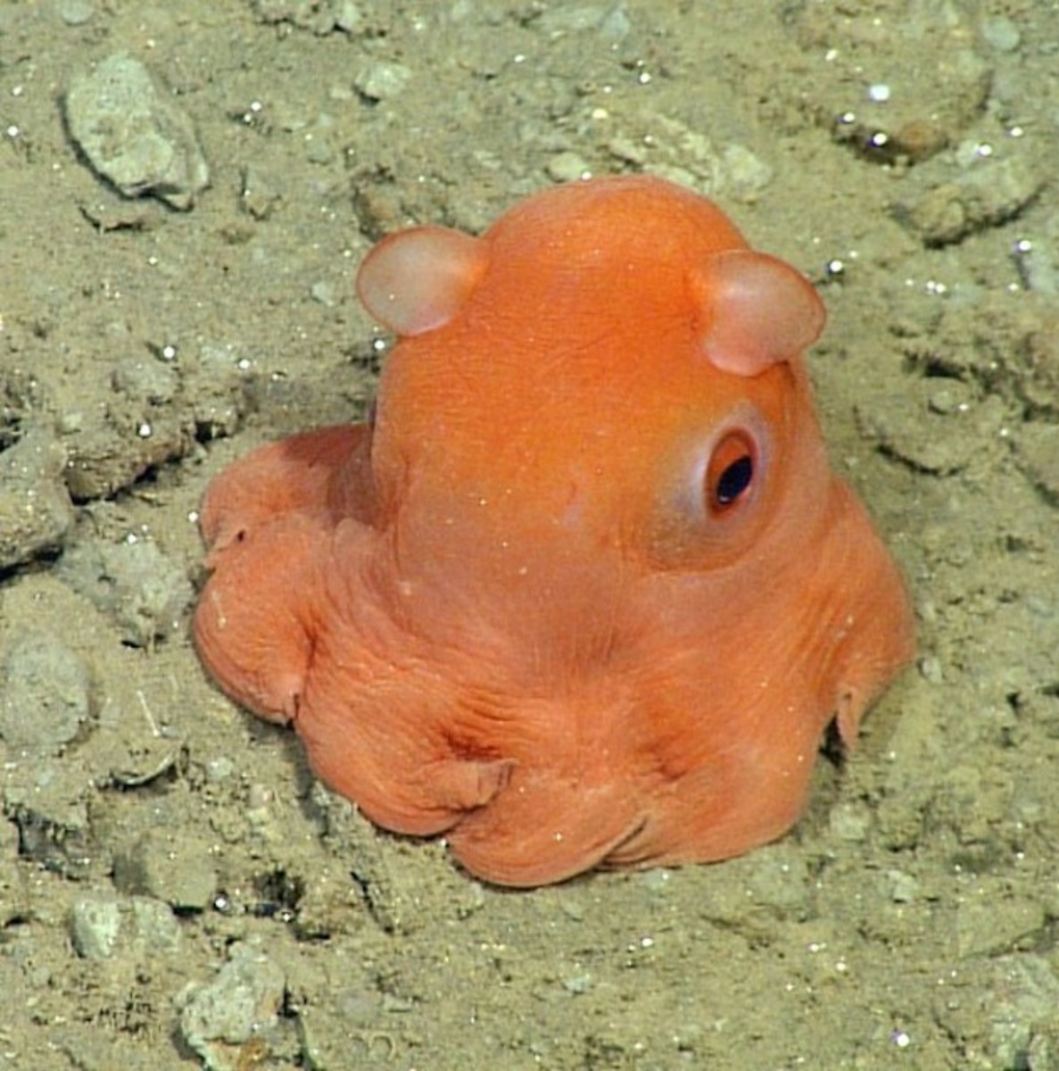 New cute octopus might be named Adorabilis Men's Journal