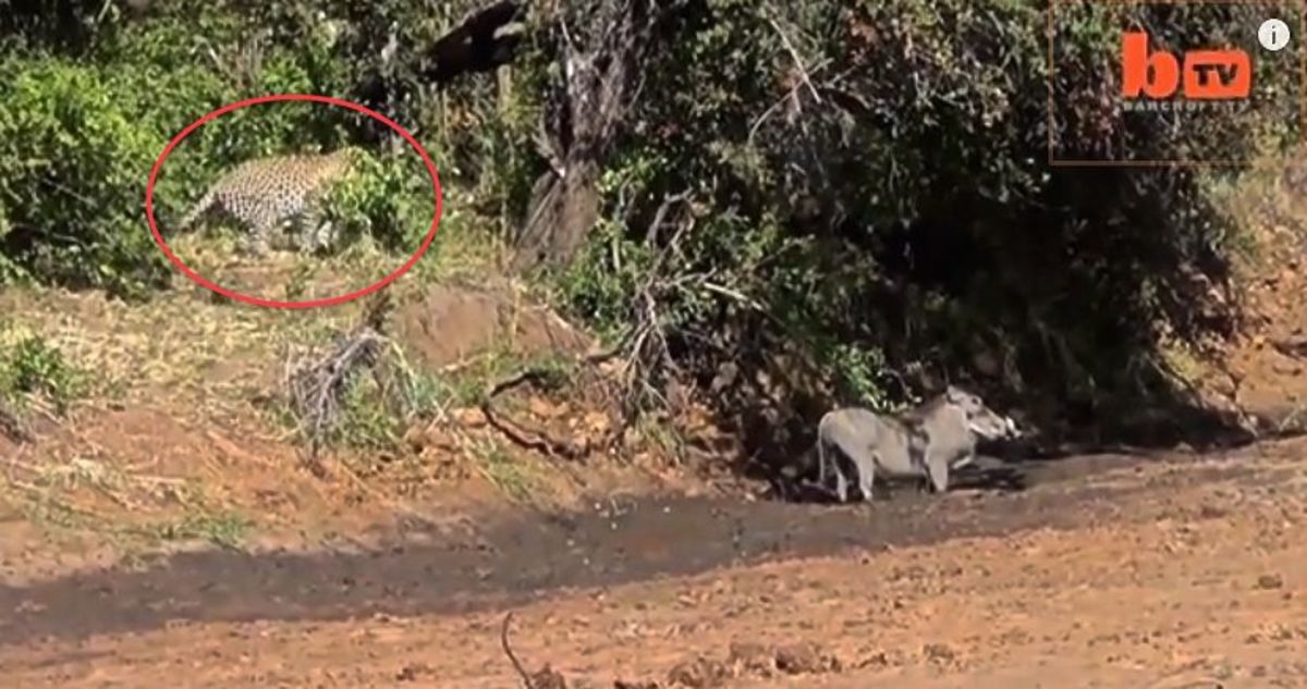 Unsuspecting warthog turns the tables on attacking leopard - Men's Journal