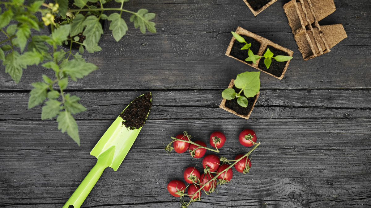 How to Build Your Own Raised Tomato Bed This Summer Men's Journal