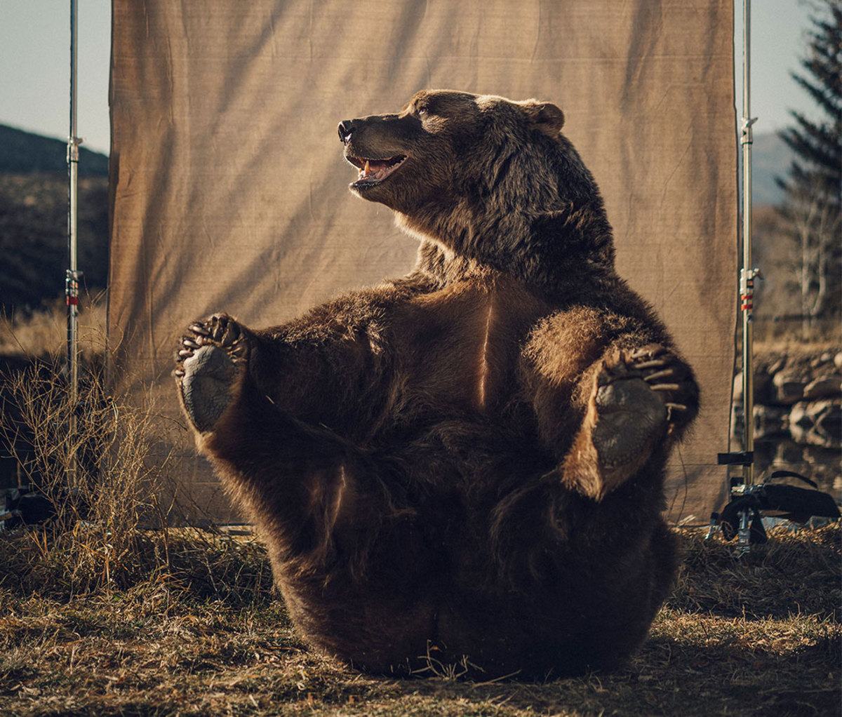 Bart the Bear II, featured in countless films and TV shows, dies
