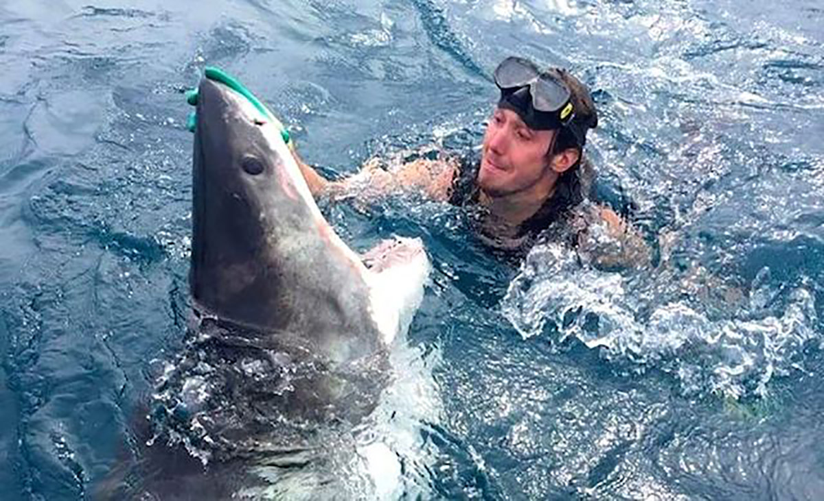 Scary photo of diver pushing huge shark in the nose is real, but there
