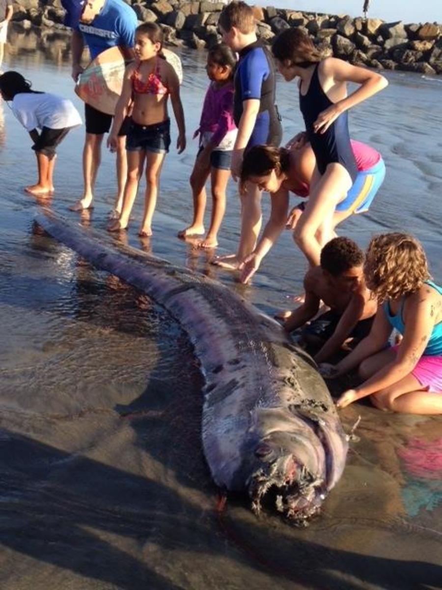 Shipwrecks and Sea Monsters of California's Central Coast