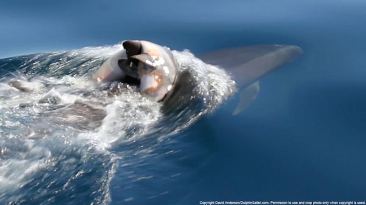 Grieving bottlenose dolphin carries deceased calf.
