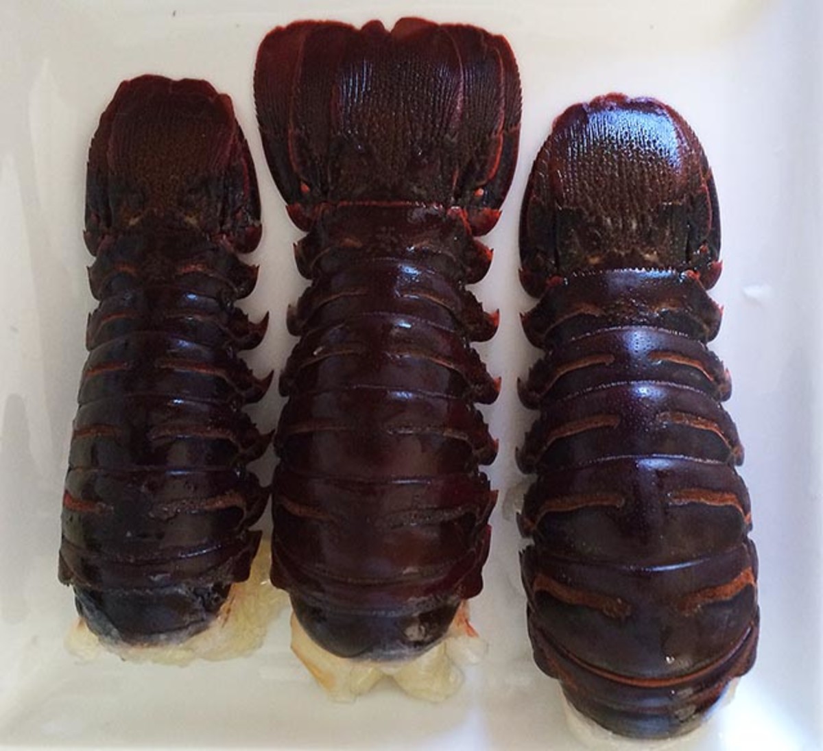 How to freedive for California spiny lobster Men's Journal
