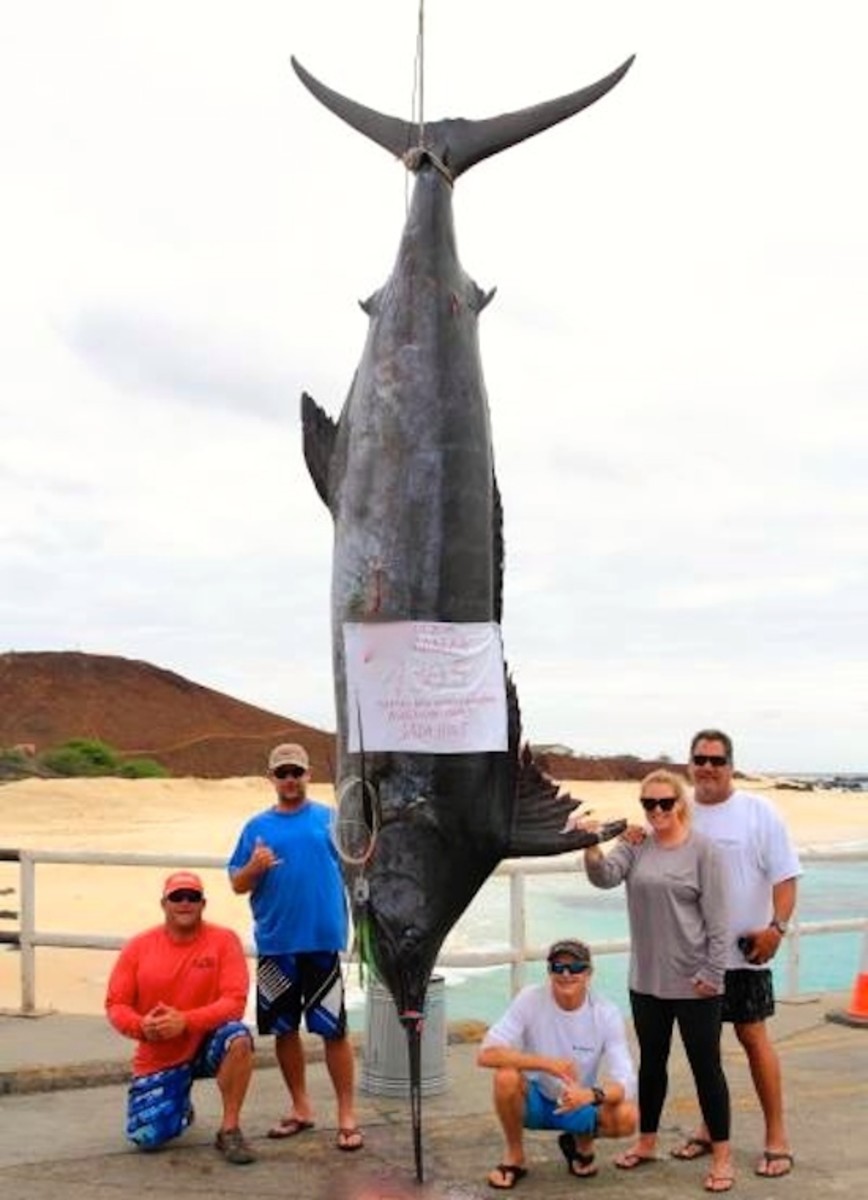 1,305-pound blue marlin is largest ever caught by a woman; a probable world  record - Men's Journal