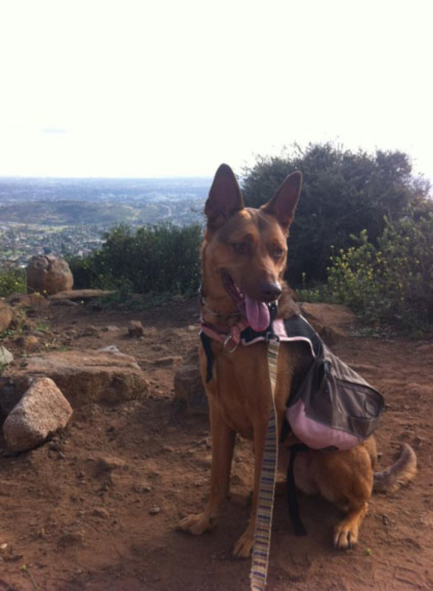 Pharaoh hound best sale german shepherd mix