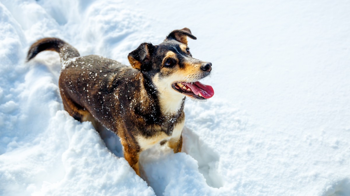 6 Best Dog Booties to Protect Your Dog's Paws Men's Journal Men's