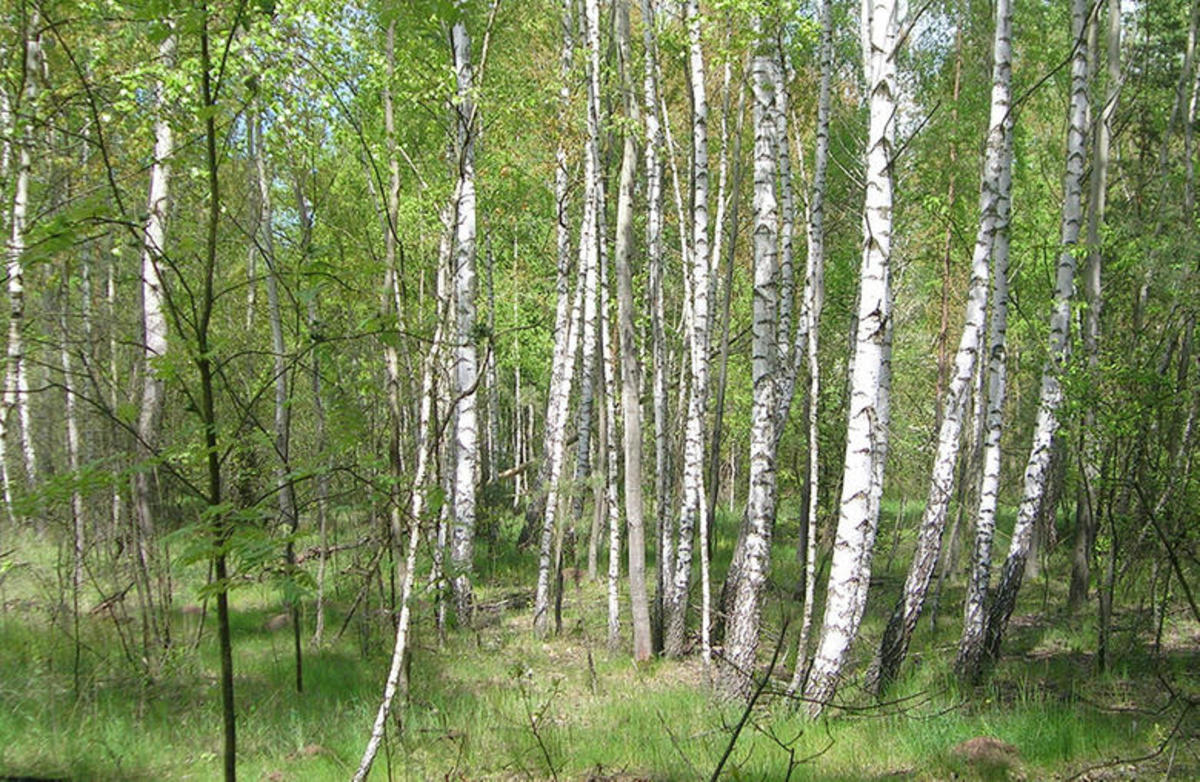 How to tap birch trees for drinkable sap Men's Journal