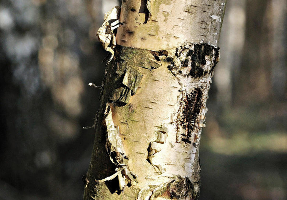 How to tap birch trees for drinkable sap Men's Journal