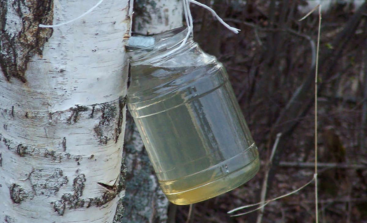 How to tap birch trees for drinkable sap - Men's Journal