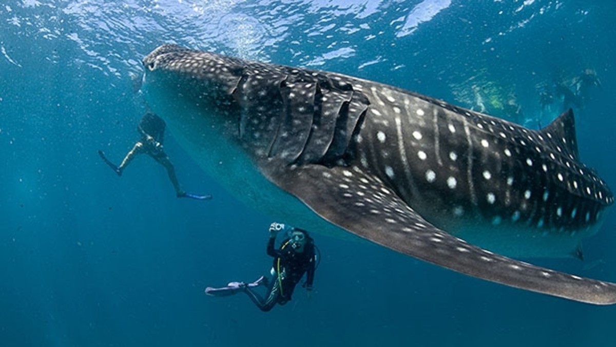 The Best Diving Spots in the Maldives - A popular spot for encountering sharks in Vaavu Atoll