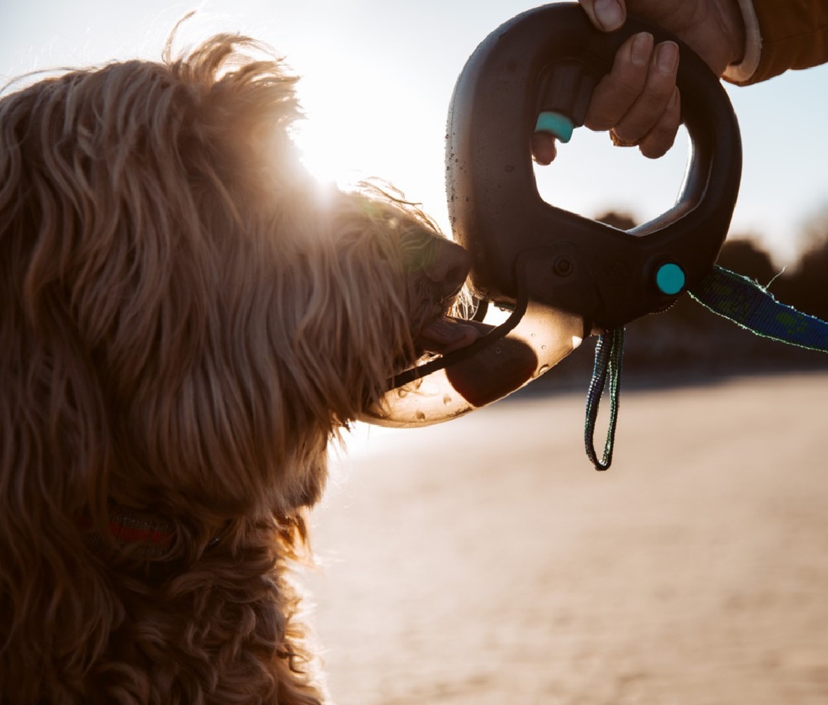 8 Essential Products for Running with Your Dog Men's Journal Men's
