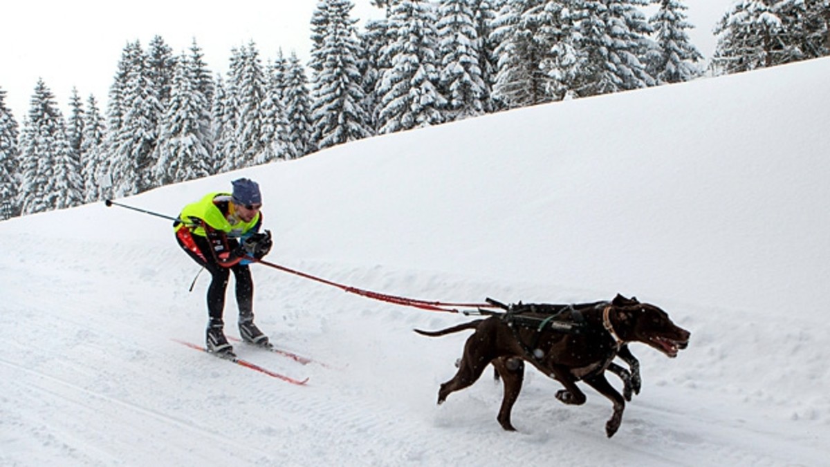 The Ancient Snow Sport for Dogs Men's Journal
