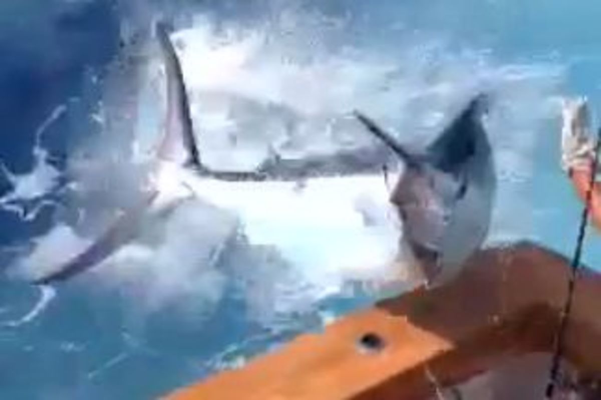 Fishermen avoid dangerous bill as marlin jumps into boat Men's Journal