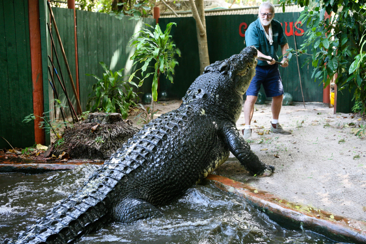 Largest Crocodile In Captivity Shown In Photos Men S Journal