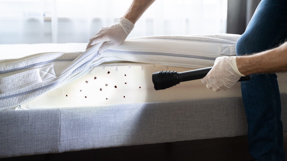 The Best Bed Bug Sprays Men s Journal