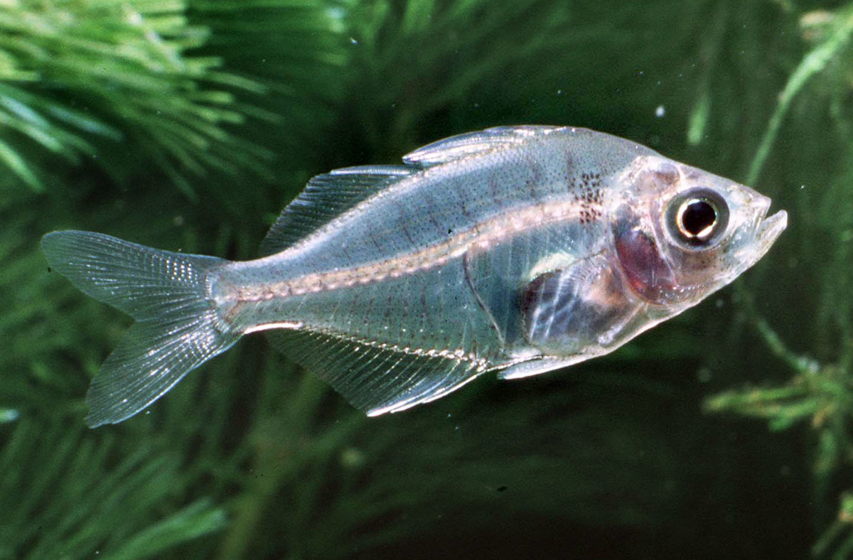7 transparent animals found in nature - Men's Journal 7 transparent animals found in nature - Men's Journal