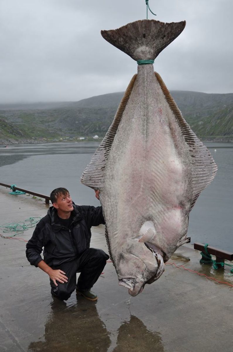 German fisherman catches world-record 515-pound Atlantic halibut