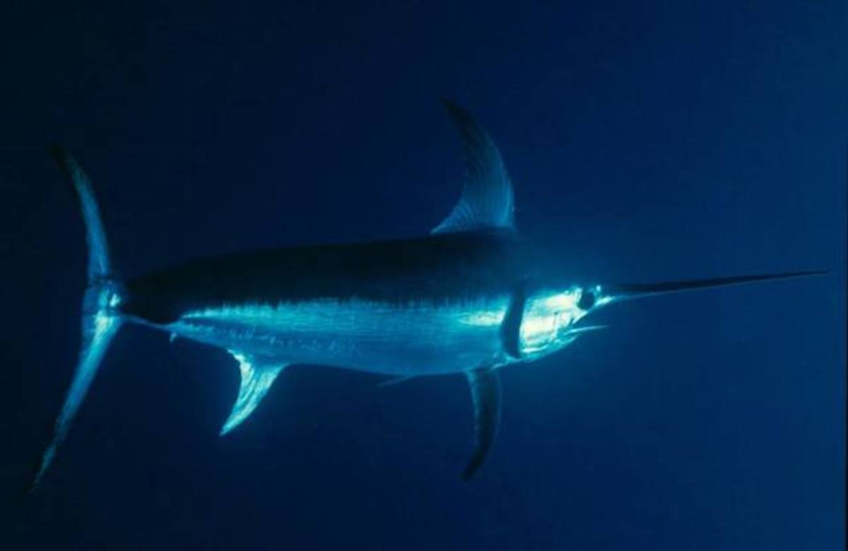 Swordfish attacks diver in harrowing moment captured on video Men's