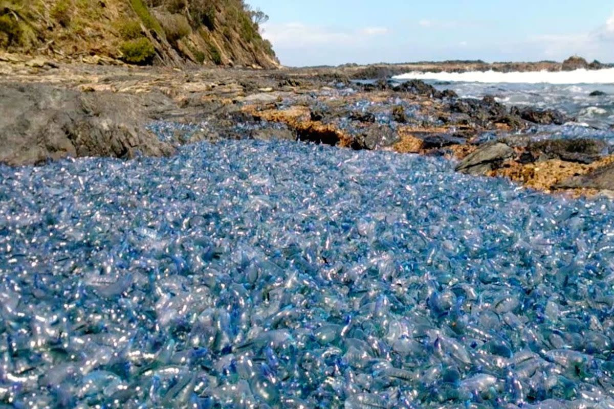 Beware bluebottles at local beaches - Our Nelson